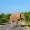 NHAI Constructs India's First Animal Overpass on Delhi-Mumbai E-way 