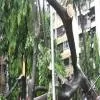 New Delhi: Green Light for 4 Tree Transplantation Projects