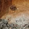 Global Rare Earth Supply Chains Diversify Away from China