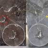 Self-Healing Concrete: A ground-breaking new technology