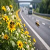NHAI To Develop Bee Corridors On Chhattisgarh Highways