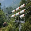 TNPDCL to Insulate 500 km of Power Lines in Coimbatore Forests