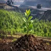 Adani Enterprises Plants 1.6 Million Trees In Chhattisgarh Mine