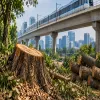 GMRL Seeks Approval to Fell 414 Trees for Phase 2 Metro Work