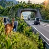 NHAI Invests Rs. 197 bn in Wildlife Safeguards over Five Years