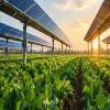 Agrivoltaics Could Expand Solar Beyond Five Major States