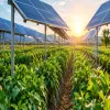 India Frames Agrivoltaics Policy to Boost Farmers' Income