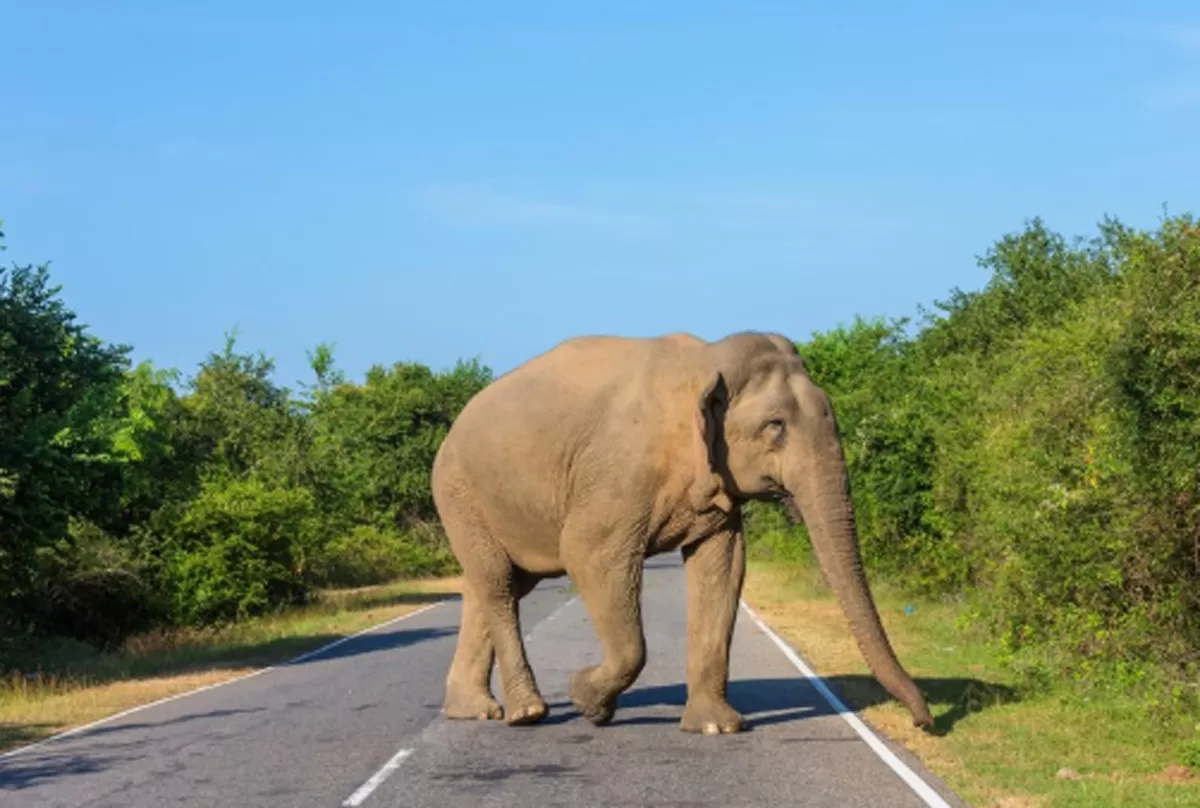 NHAI Constructs India's First Animal Overpass on Delhi-Mumbai E-way 