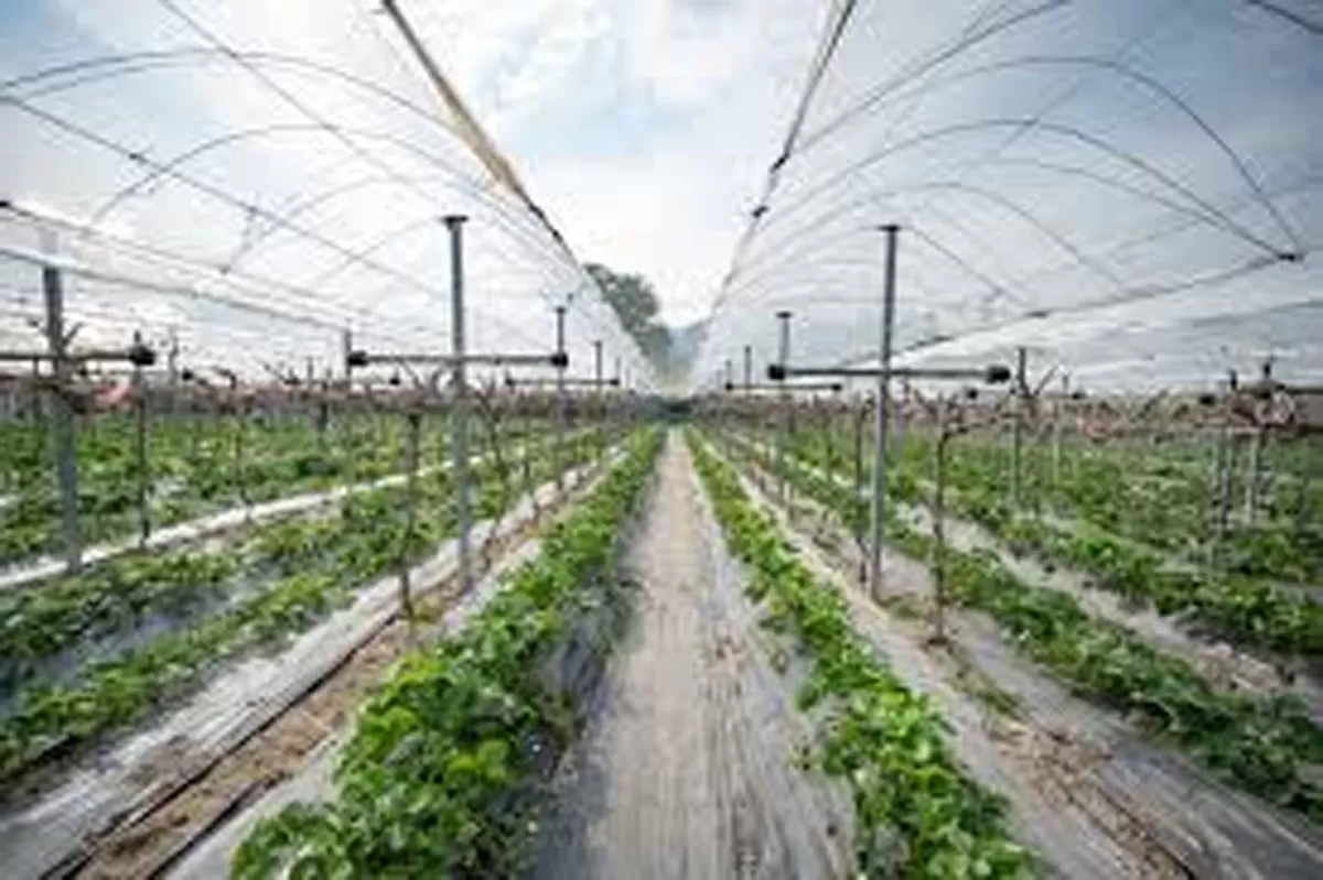 Best Agrolife Cuts Q4 Loss by 70 Per Cent, Improves Gross Margin