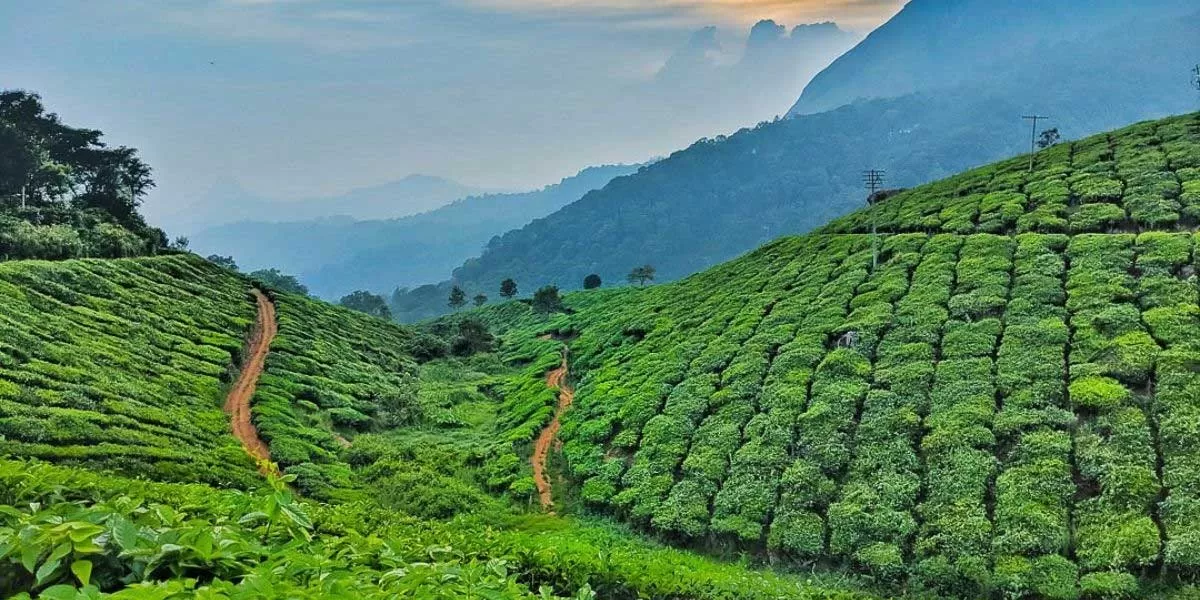 WB plans dedicated tea park on Kolkata port land