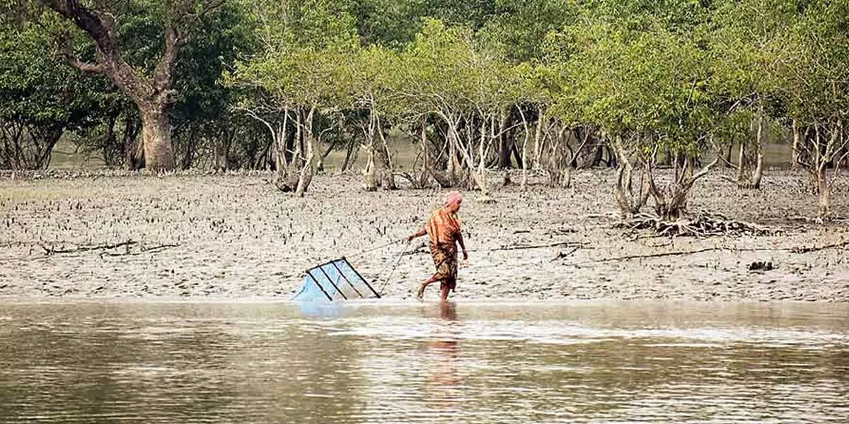 State Govt Eyes Rs 41 Bn Sunderban Master Plan Project
