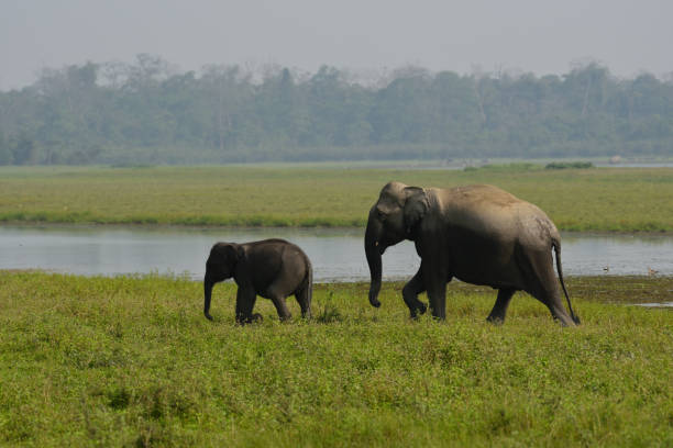 HC asks for coal mining coordinates in Assam elephant reserve