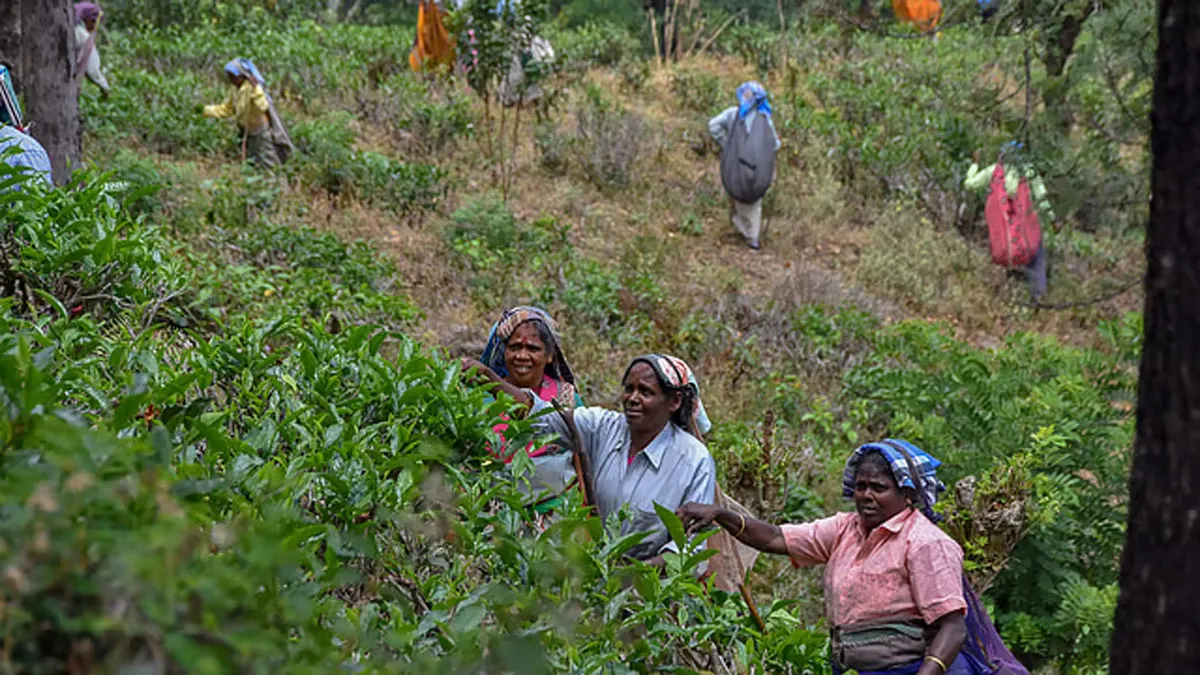 Valparai Municipality Takes Over Sholayar Road for Repairs
