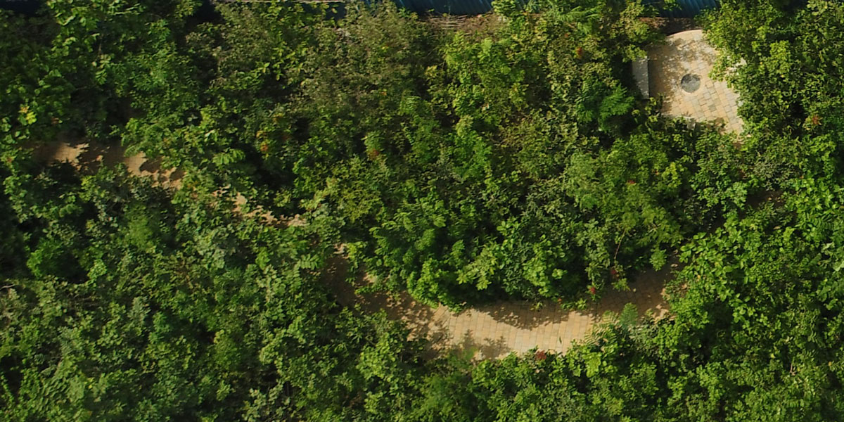 JP Infra introduces natural urban forests on residential premises