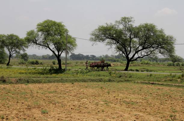 Aurangabad civic body seeks land for safari park development