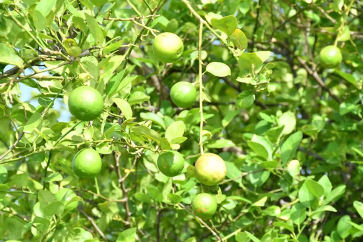 GI-Tagged Indi Lime From Karnataka Enters Oman Market