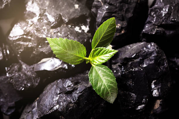 Gainwell Engineering collaborates with WCA for sustainable coal mining