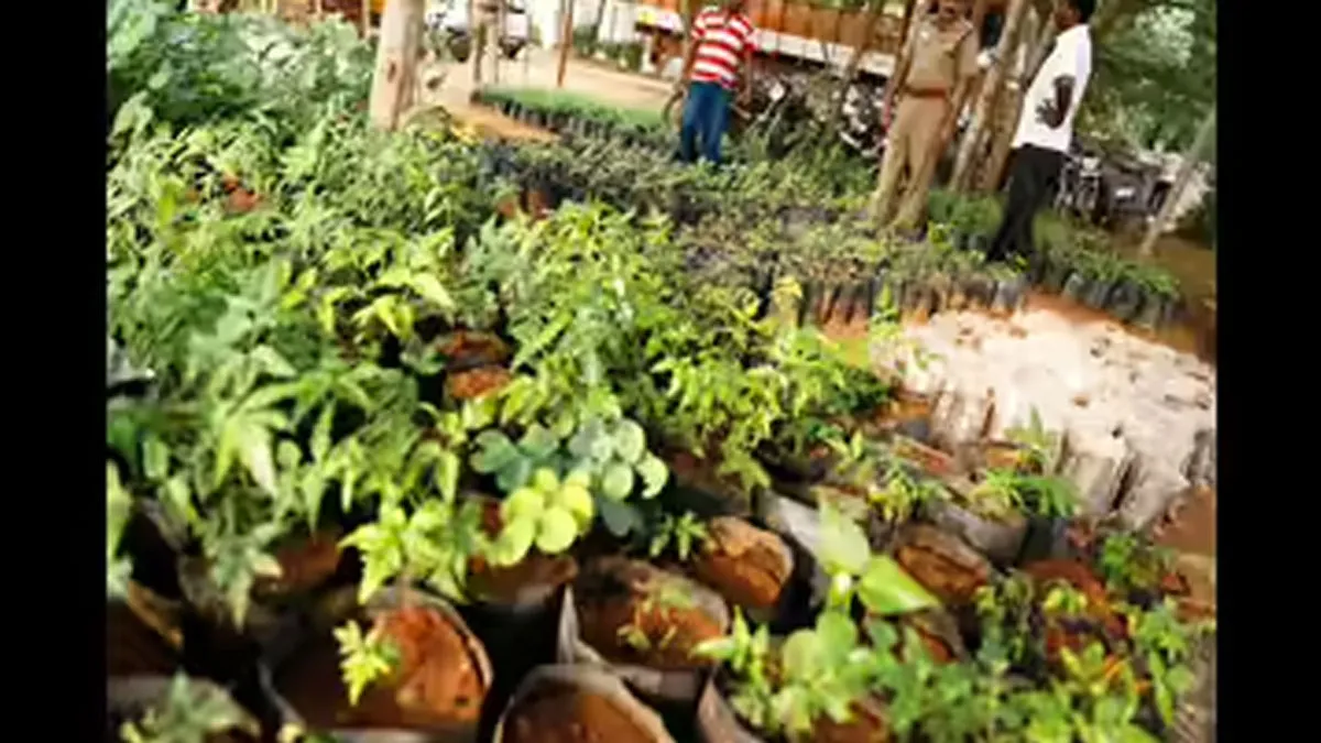 Native Tree Avenue Plantations Planned on Highways in Tiruchi Circle