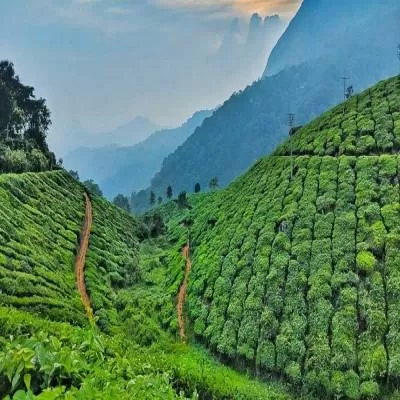 WB plans dedicated tea park on Kolkata port land