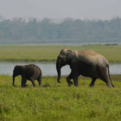 HC asks for coal mining coordinates in Assam elephant reserve
