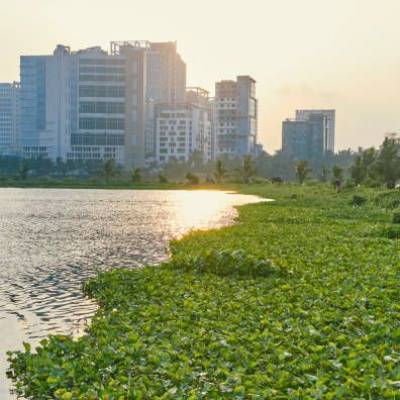 Nashik civic body requests Smart City Corp to remove water hyacinth 