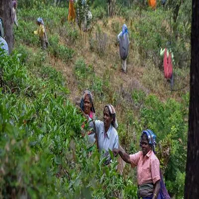 Valparai Municipality Takes Over Sholayar Road for Repairs
