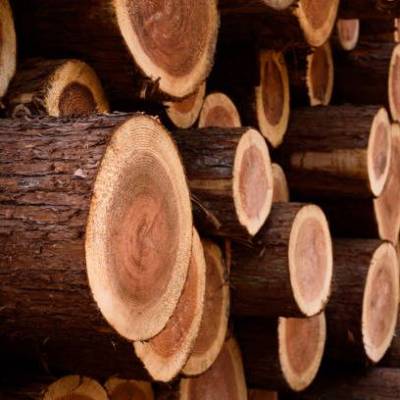 Hike in timber prices may impact real estate industry