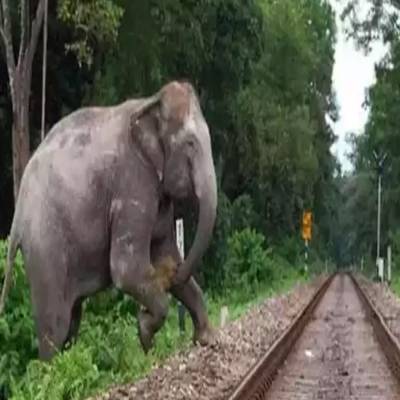 Coimbatore enhances elephant safety: Second underpass construction begins