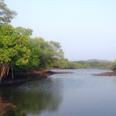 Mumbai's lost mangrove zones to be reestablished in Malad