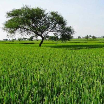 Delhi's proposed agricultural land rate hike, sparks concern 
