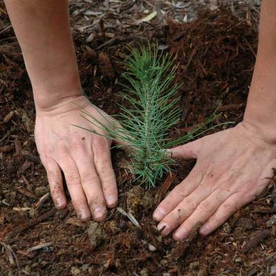 Adani and Kattupalli port launch tree plantation campaign