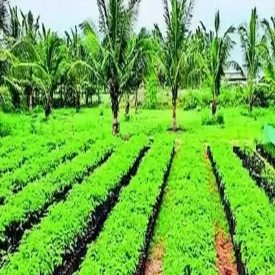 10,200 saplings to be planted in Kovai, Coimbatore