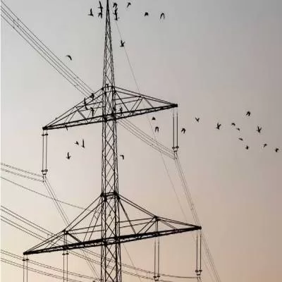 SC revisits order on undergrounding power lines in GIB habitat