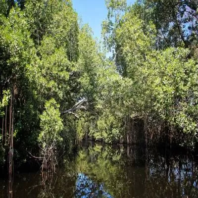 Parliament Raises Concerns Over Mangrove Restoration Efforts