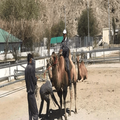 Indian Army deploys double-humped camels for border patrol, logistics