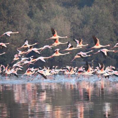 Realtors urge government to issue final notice on Flamingo sanctuary