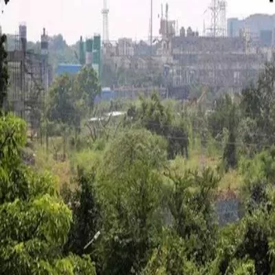 MMRCL replacing 1000+ lost trees in Mumbai's Aarey