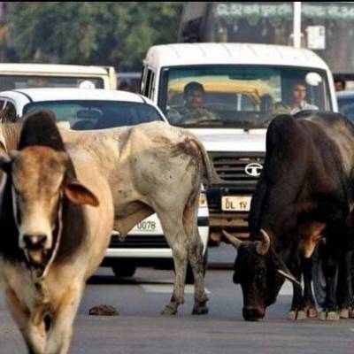  ‘Smart eyes’ to arrest stray cattle nuisances in Surat